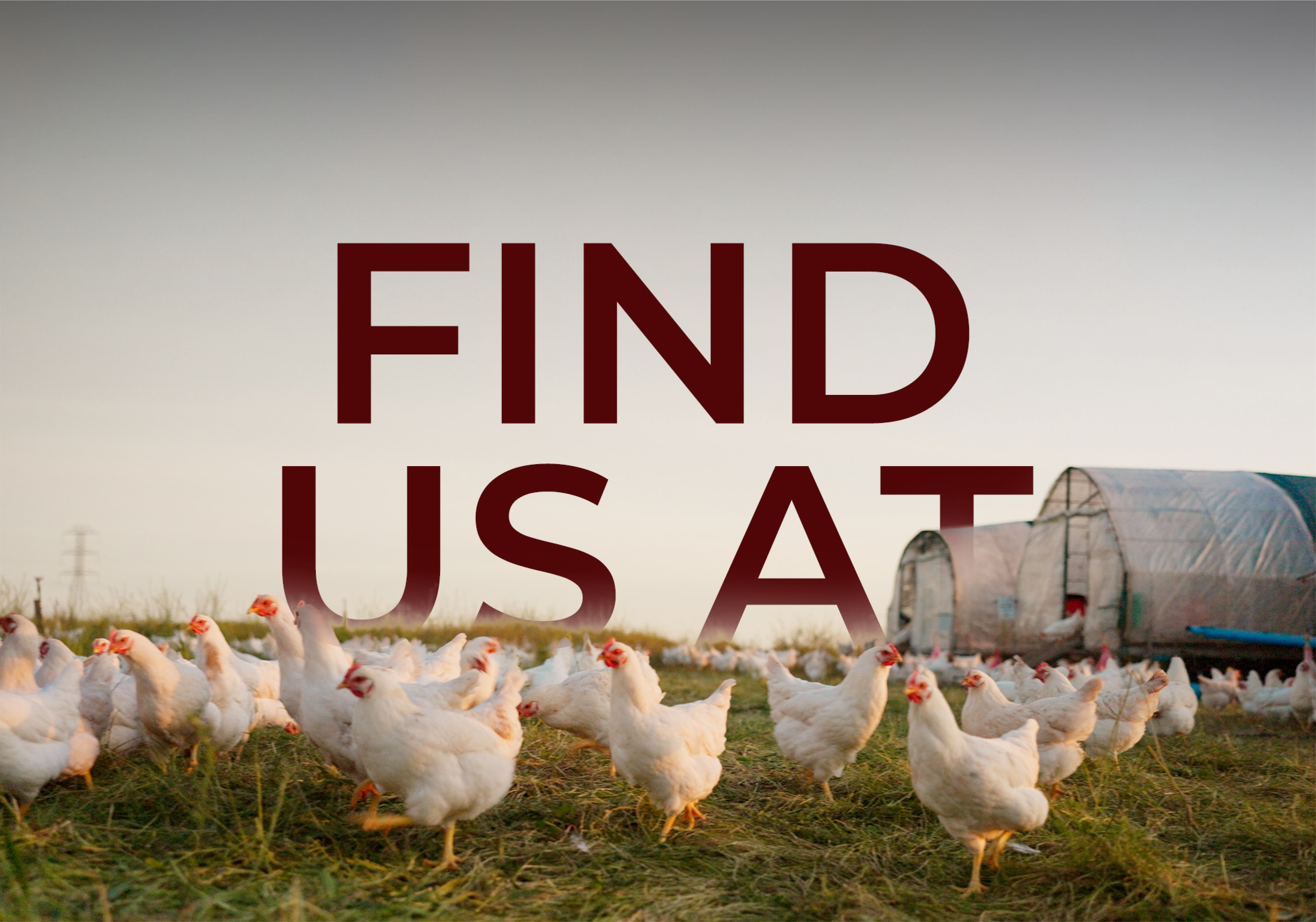 Dora Farm Chickens